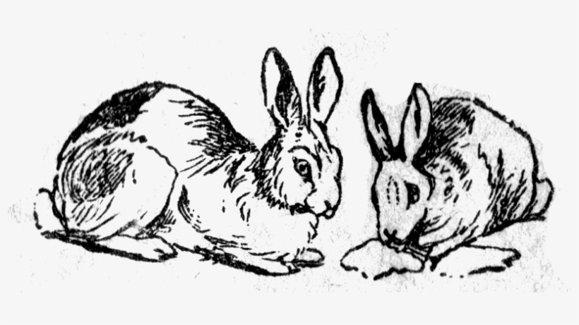 Audubon's Cottontail, transparent png download