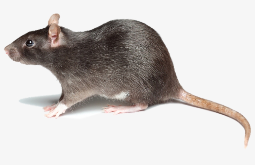 In New York Rats Are Considered Filthy Creatures That - Rat Side, transparent png download