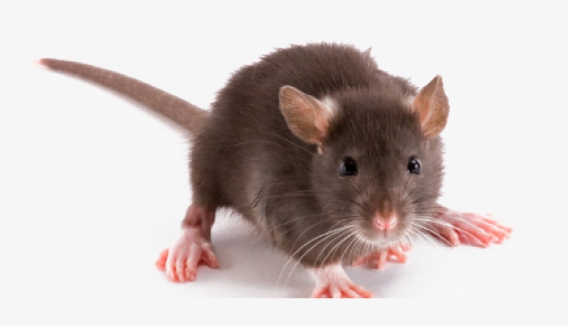 For Self-defense, Rats Are Nocturnal And Become Active - Rat On White Background, transparent png download