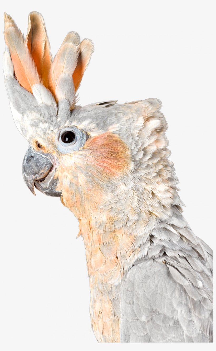What Is The Difference Between A Cockatiel And A Cockatoo - Difference Between Cockatoo And Cockatiel, transparent png download