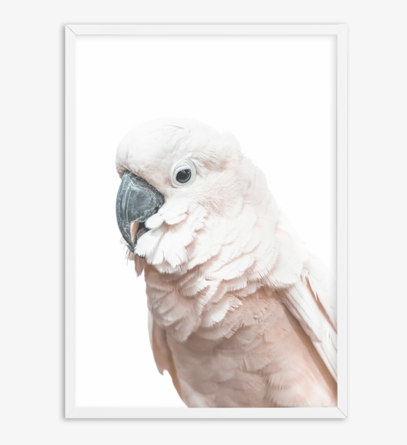 Cockatoo On White - Cockatoo, transparent png download