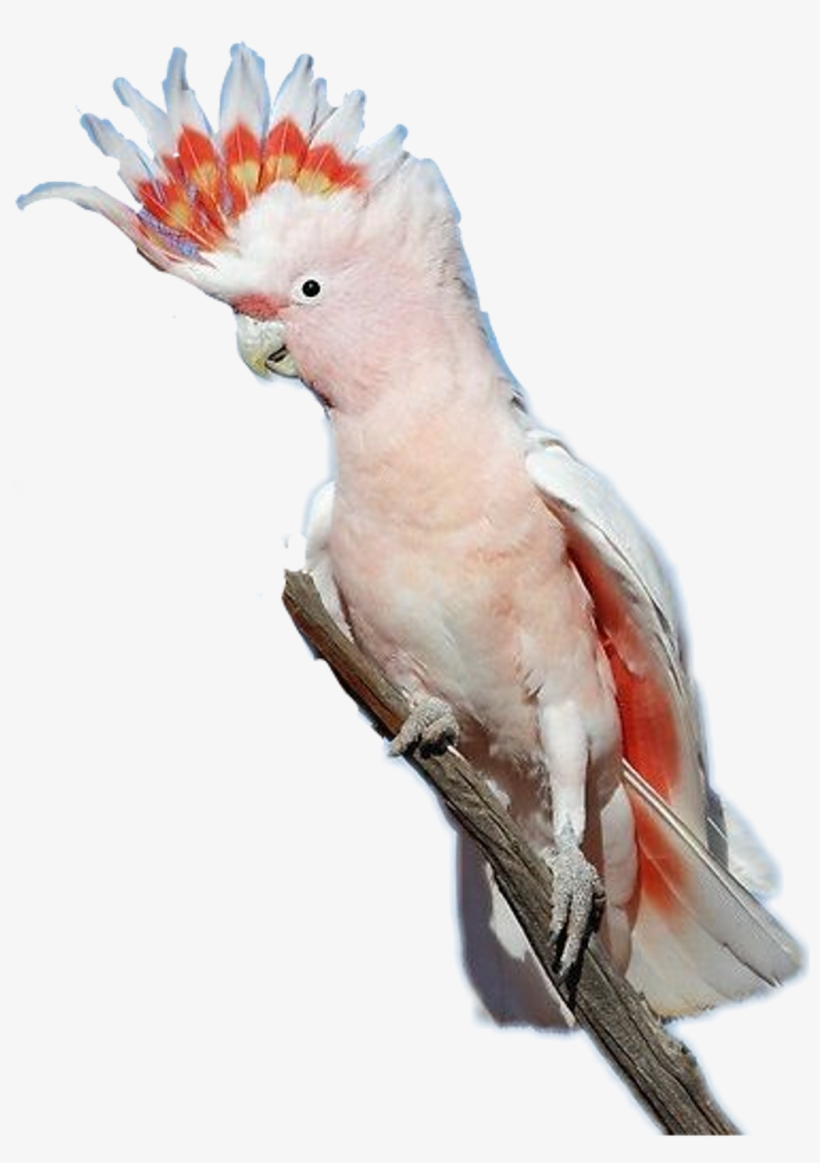 Report Abuse - Major Mitchell Cockatoo Crest, transparent png download