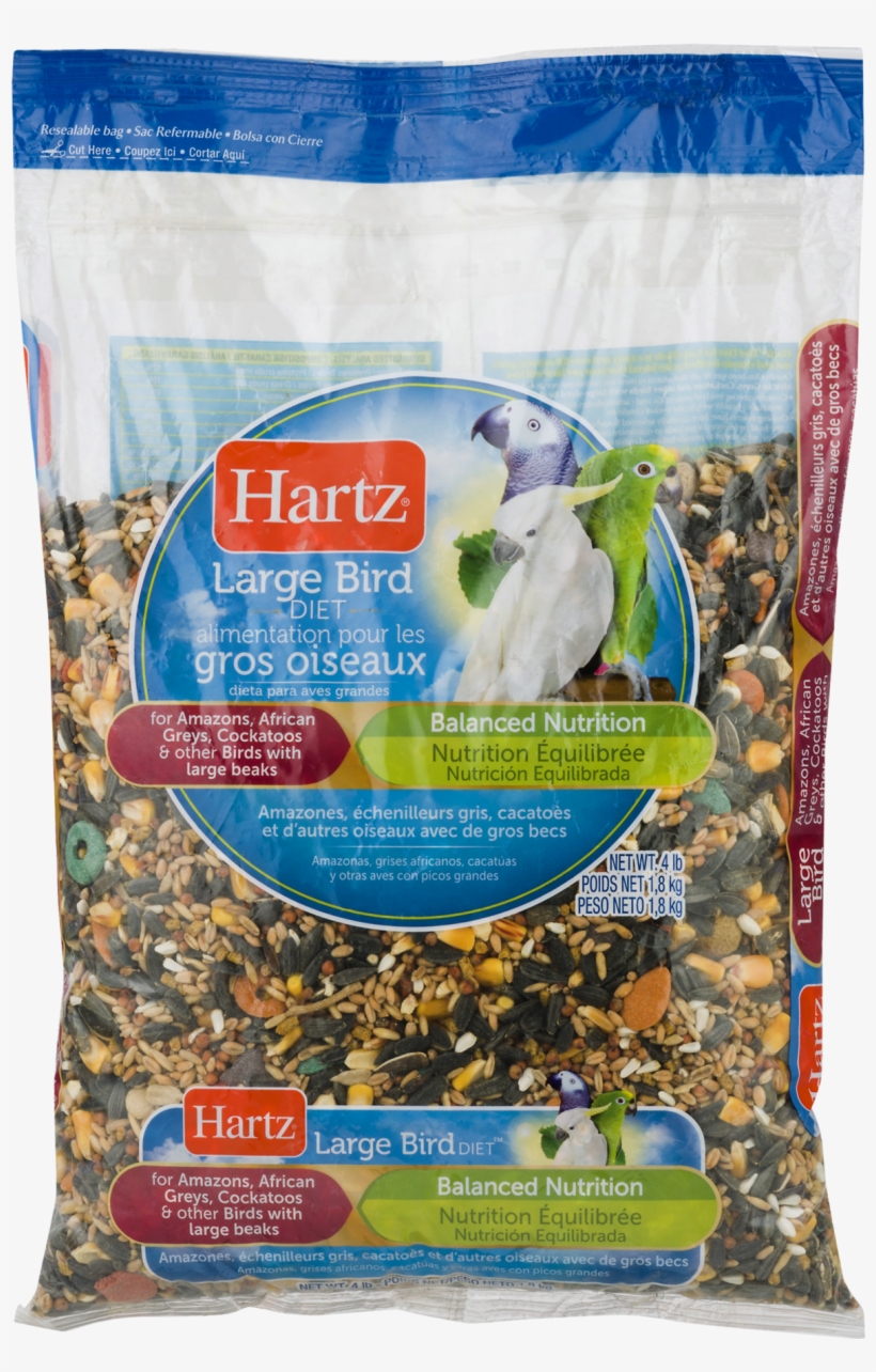 African Grey, transparent png download