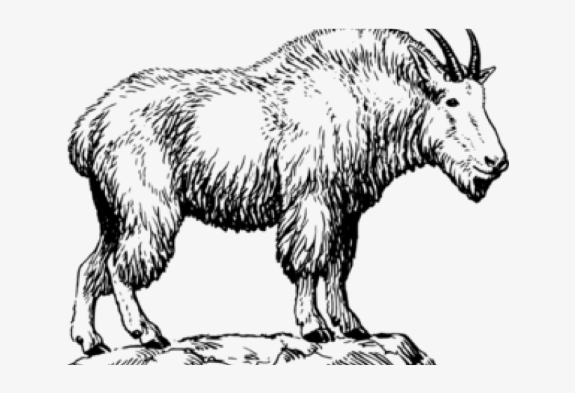 Mountain Goat Clipart, transparent png download