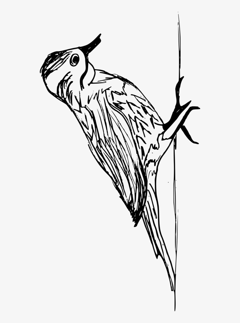 Png File Size - Cockatiel, transparent png download