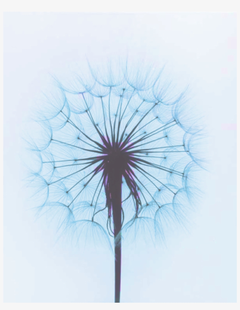 Paul Caponigro Photography, transparent png download