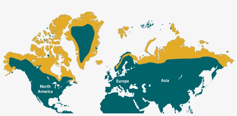 Distribution - Scratch Map Black And White, transparent png download