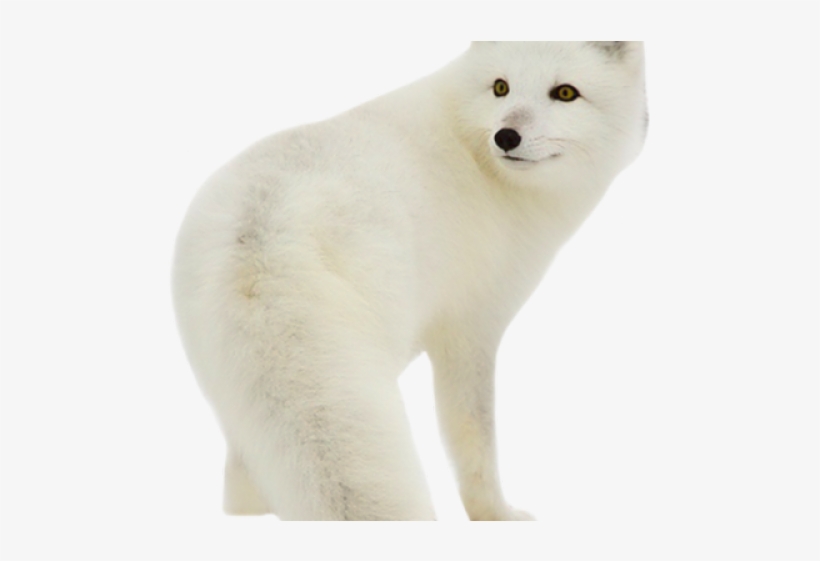 Arctic Fox Clipart Transparent - Baby Arctic Fox, transparent png download