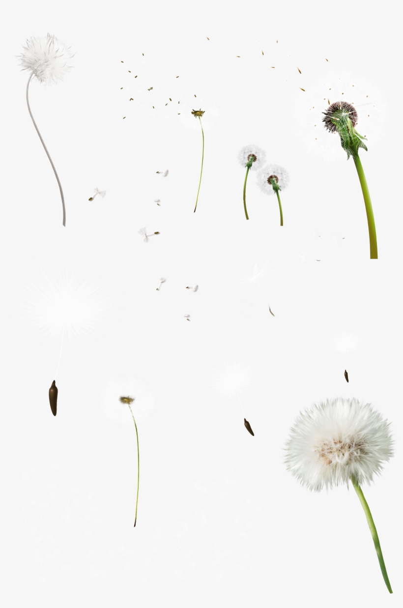 Dientes De Leon Png, transparent png download