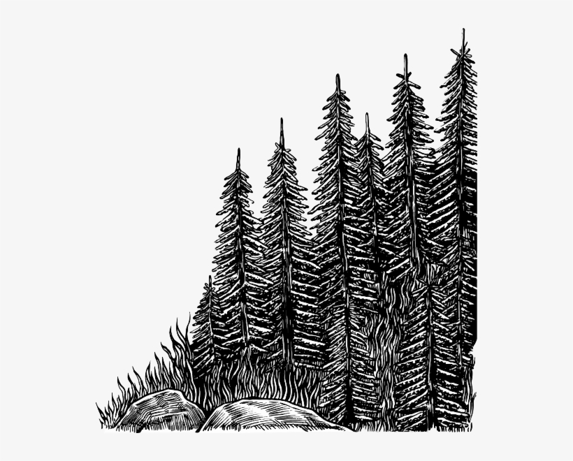 Colorado Spruce, transparent png download