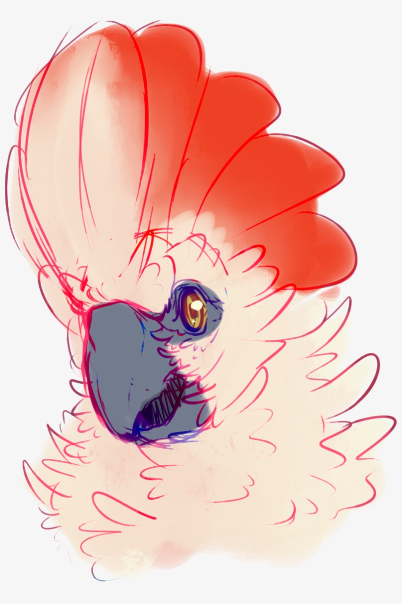 [p] Cockatoo - Illustration, transparent png download
