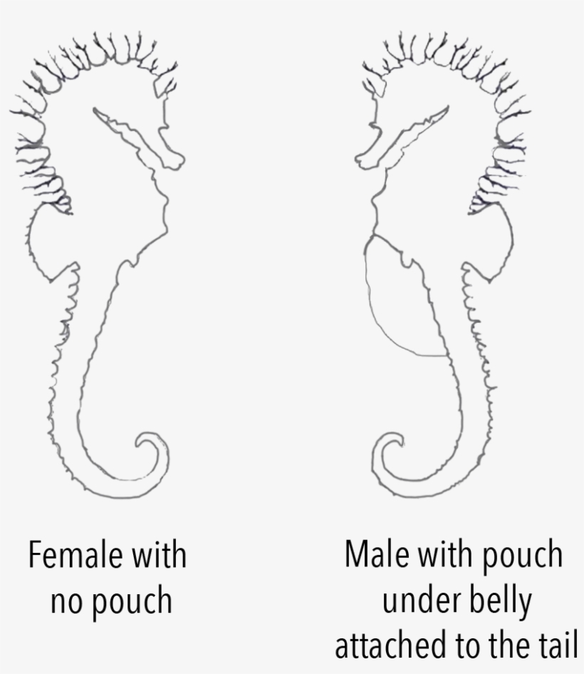 Sex Seahorse Chart - Line Art, transparent png download