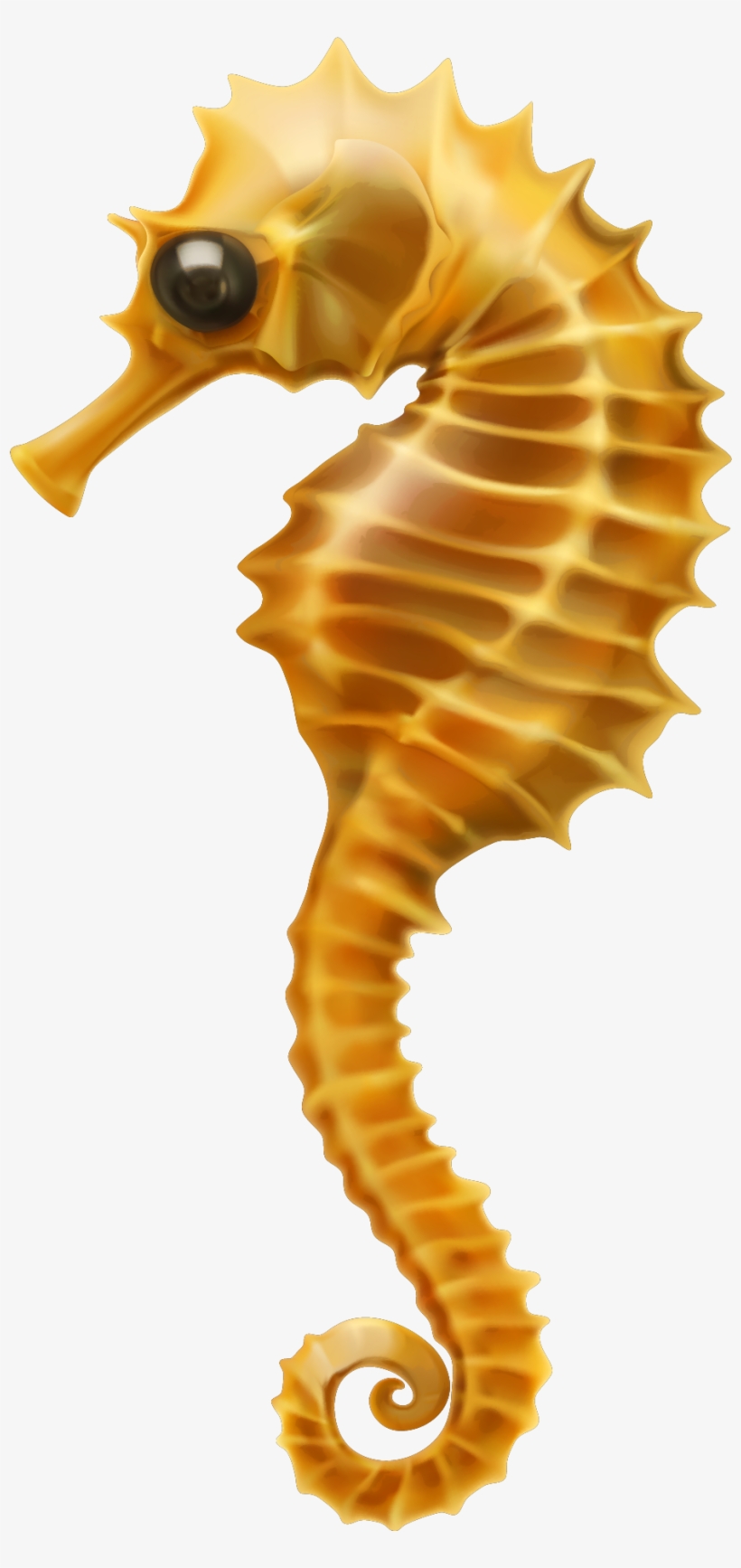 Vector Graphics, transparent png download