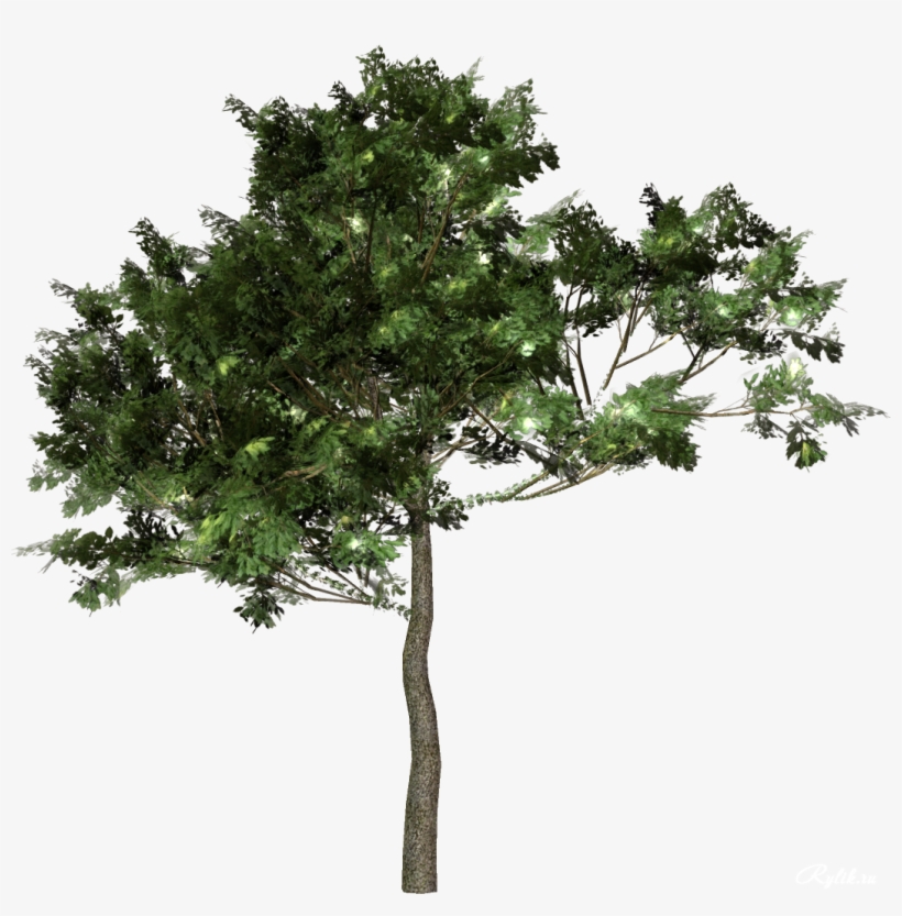 Tree Forest Free Download Image - Деревья Пнг Для Фотошопа, transparent png download