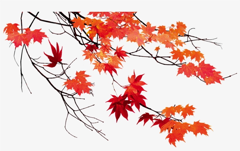 Beautiful Leaf Color Leaves Autumn Maple Clipart - Осенние Листья На Прозрачном Фоне, transparent png download