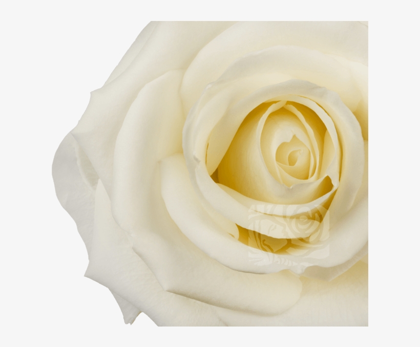 White Roses - Floribunda, transparent png download