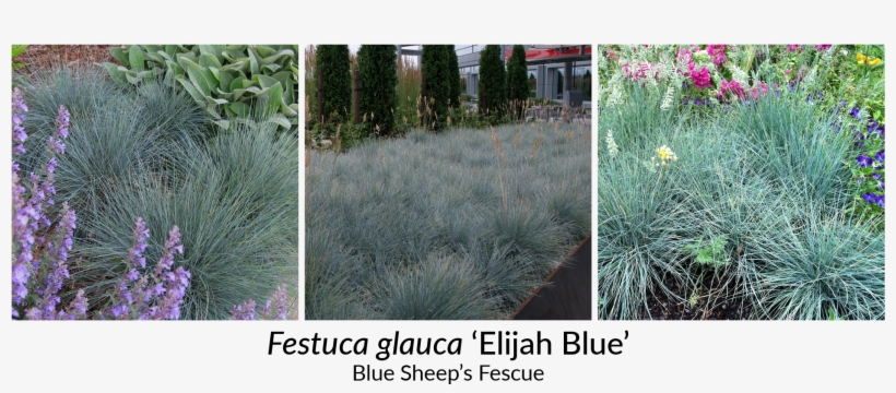 Helictotrichon Sempervirens 'sapphire' Is A Standout, - Grass, transparent png download