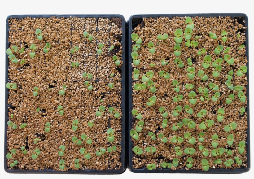 Lavandula Angustifolia - Non-vascular Land Plant, transparent png download