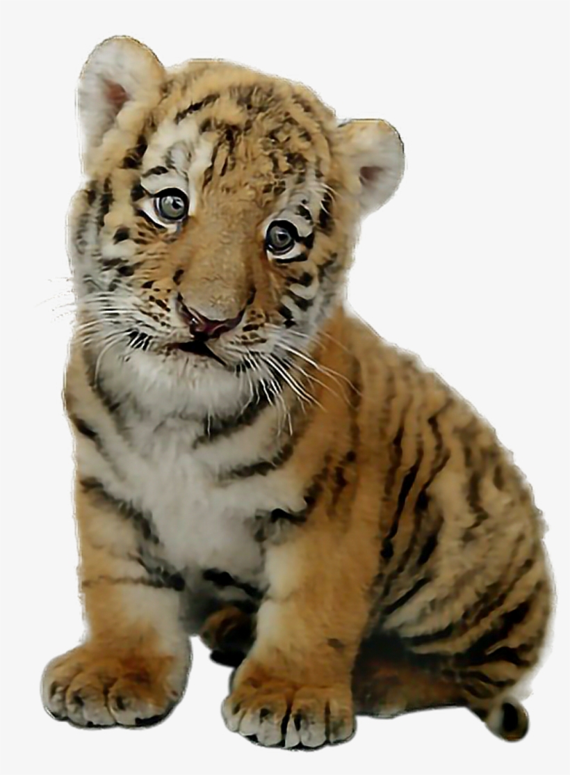 Report Abuse - Picsart Baby Tiger Png, transparent png download