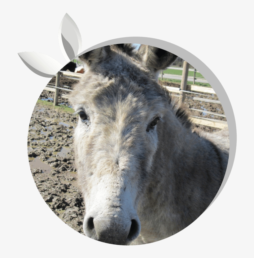 Pepe - Asintrekking - Working Animal, transparent png download