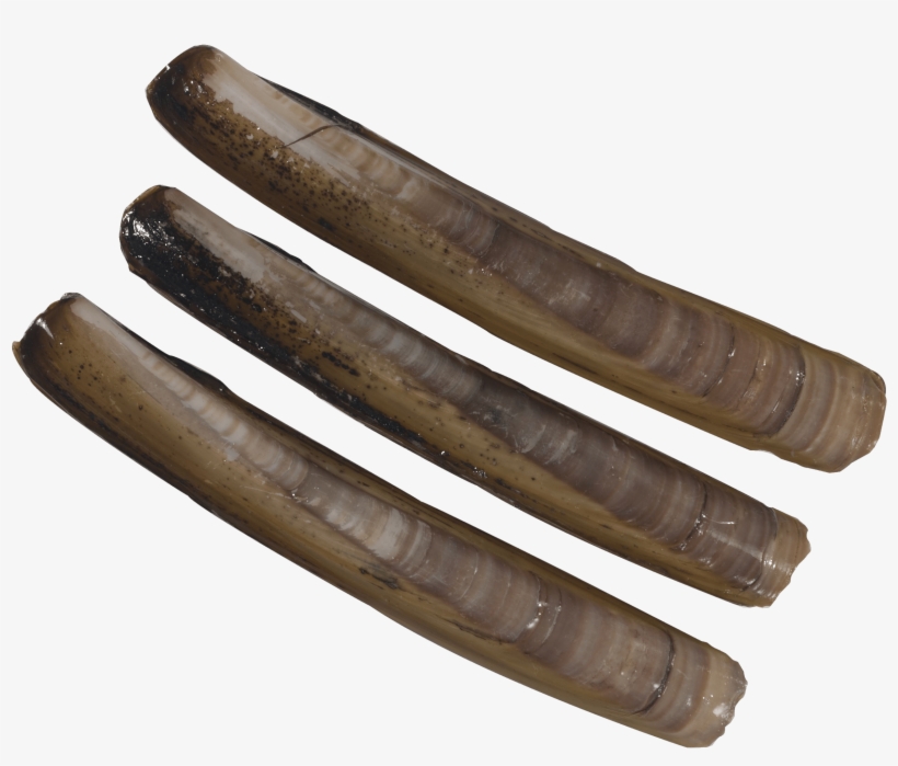 Coutea - - Sujuk, transparent png download