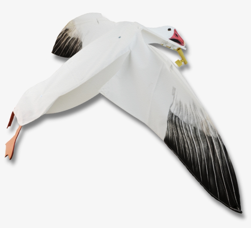 Image Of The Sillosocks Snow Goose Flapper - Albatross, transparent png download
