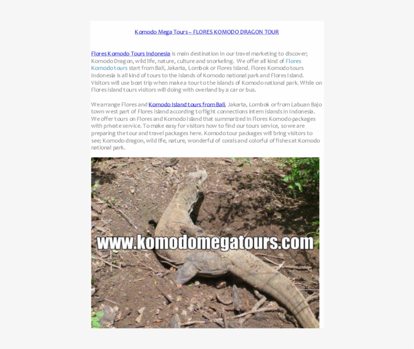 Pdf - Alligator Lizard, transparent png download