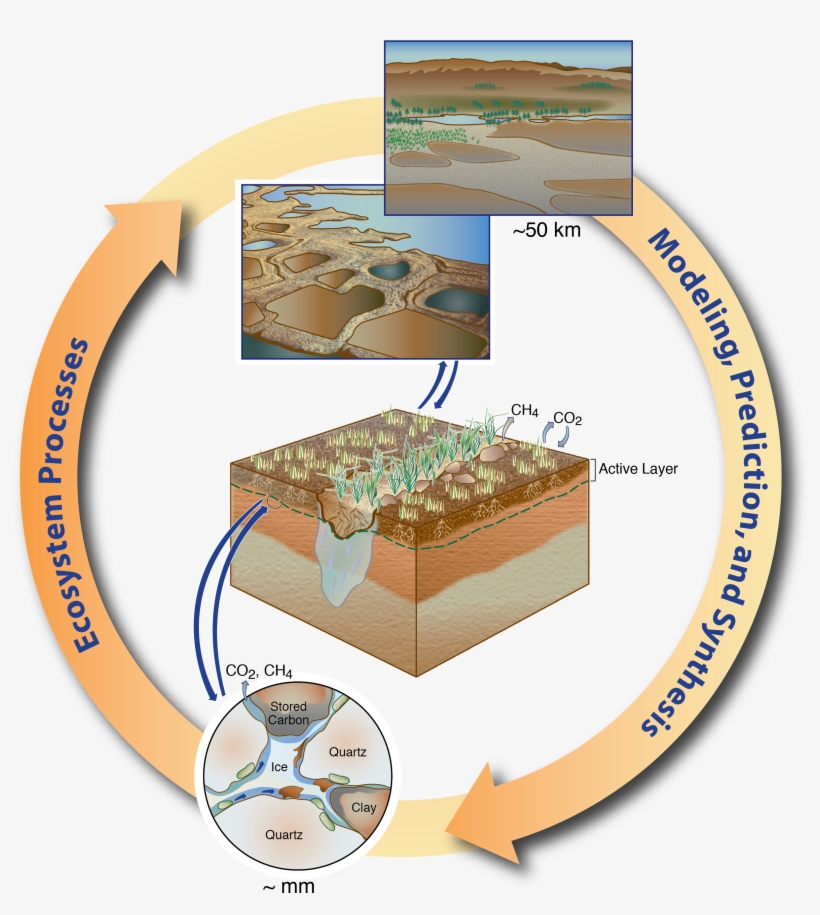 Tes Cycle - Ecosystem Science, transparent png download