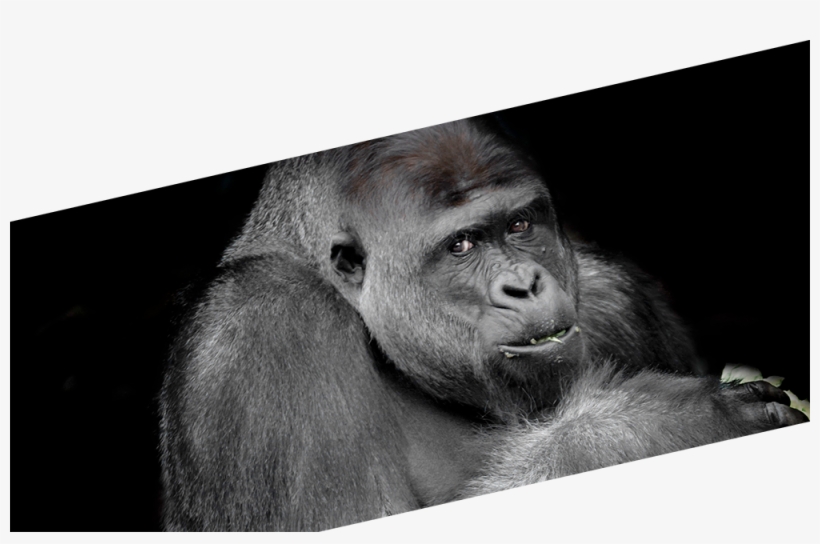 The Grand Prize - Monkey, transparent png download