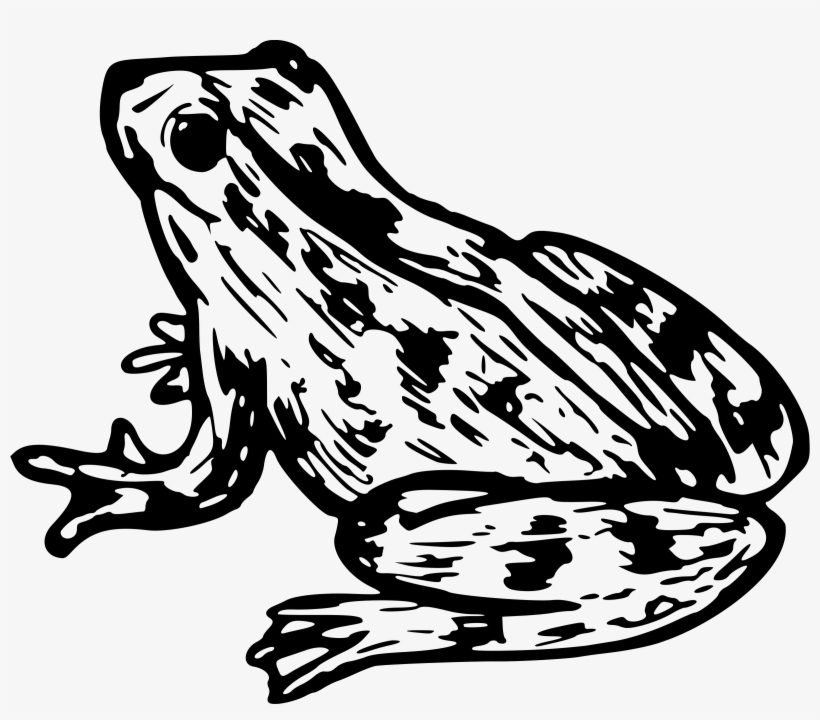 Clipart Frog Big Image Png - Zabka Omalovanky, transparent png download