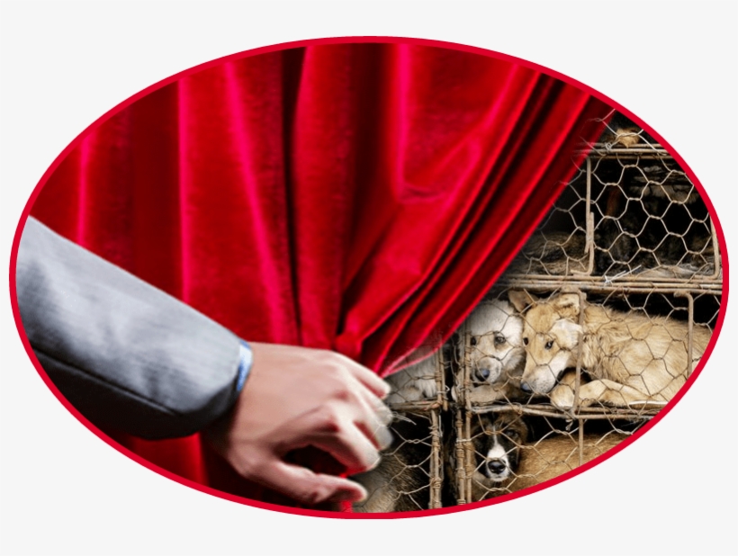 Why Guangzhou Dog Rescue Reveals More About China Than - Flash Photography, transparent png download