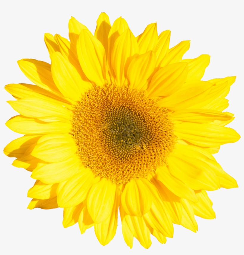 Png File Size - Sunflower Single, transparent png download