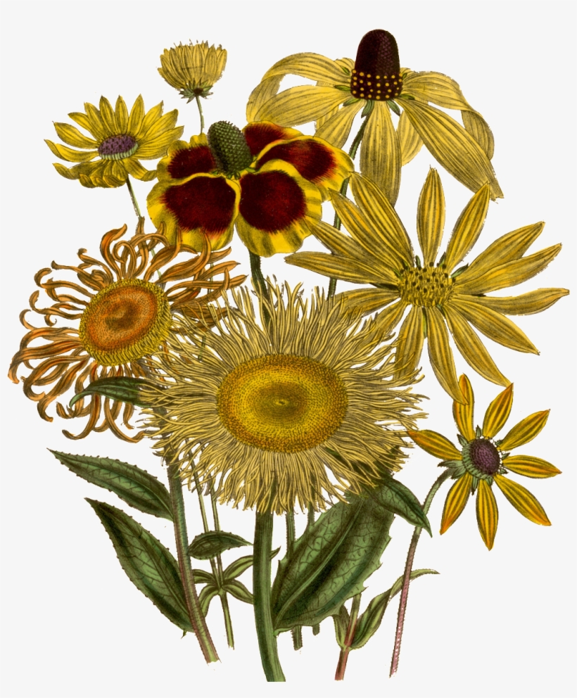 Watercolor Flower - Botanical Illustration, transparent png download