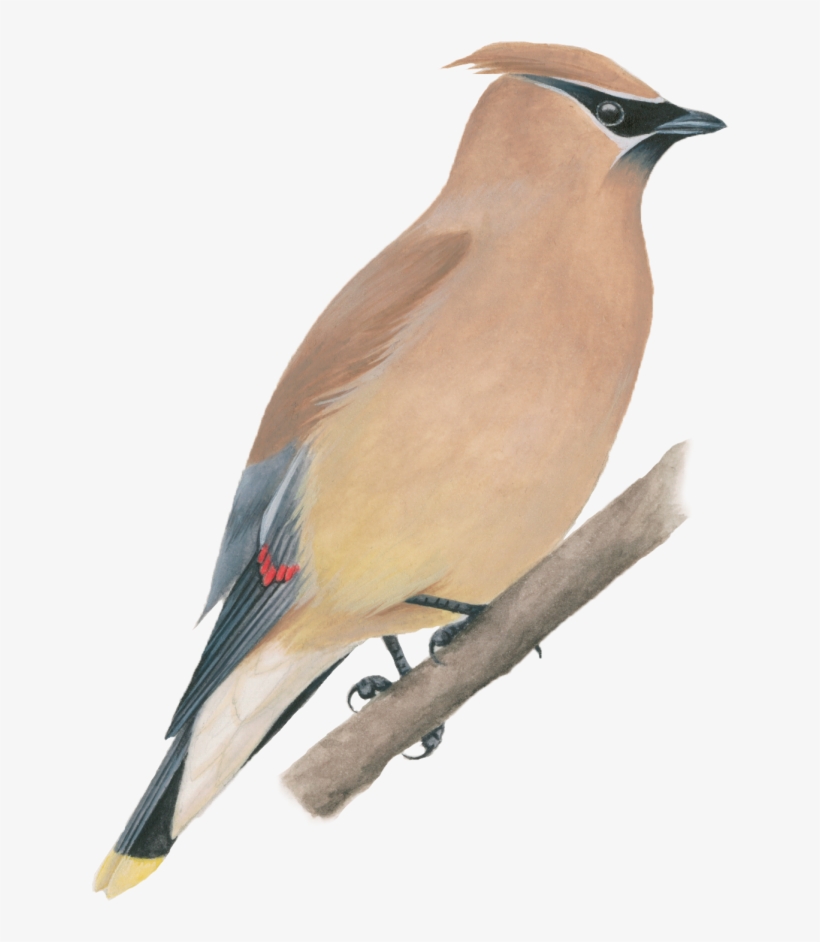 Cedar Waxwing - North America Bird Png, transparent png download