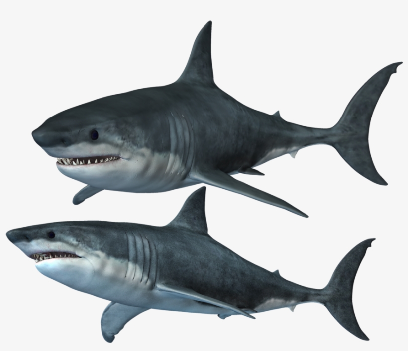 Clipart Of Shark, Shark The And Shark Of - Great White Shark, transparent png download