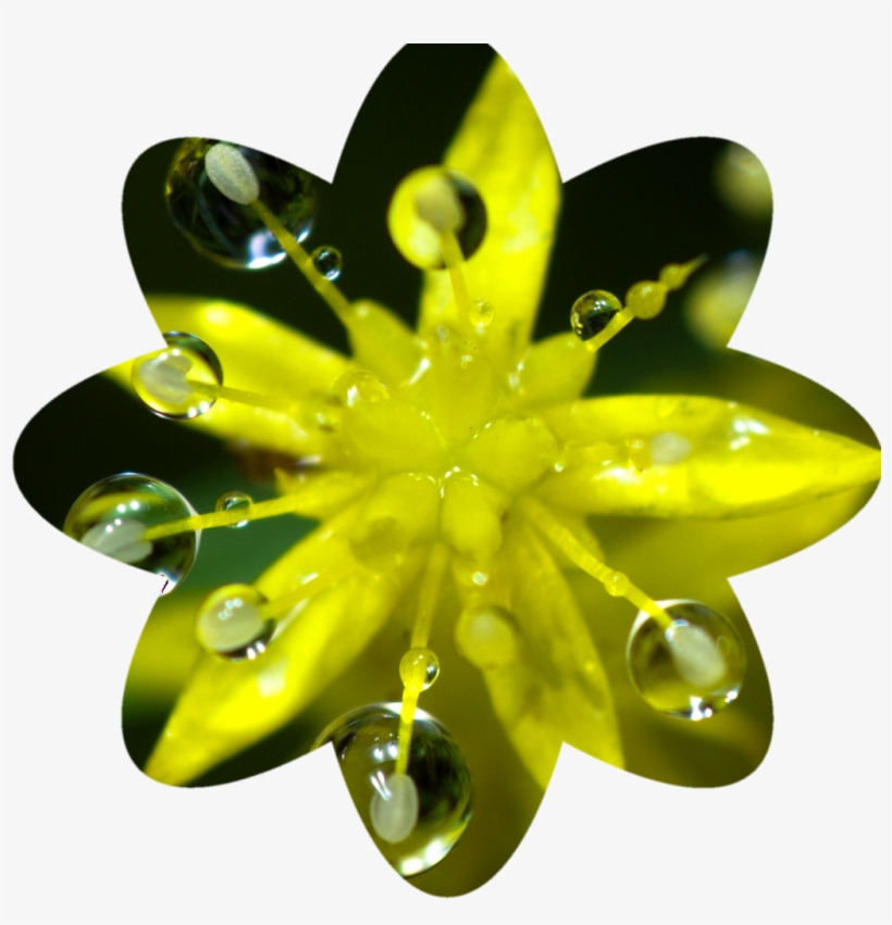 Final Flower-shaped Crop - Water Lily, transparent png download