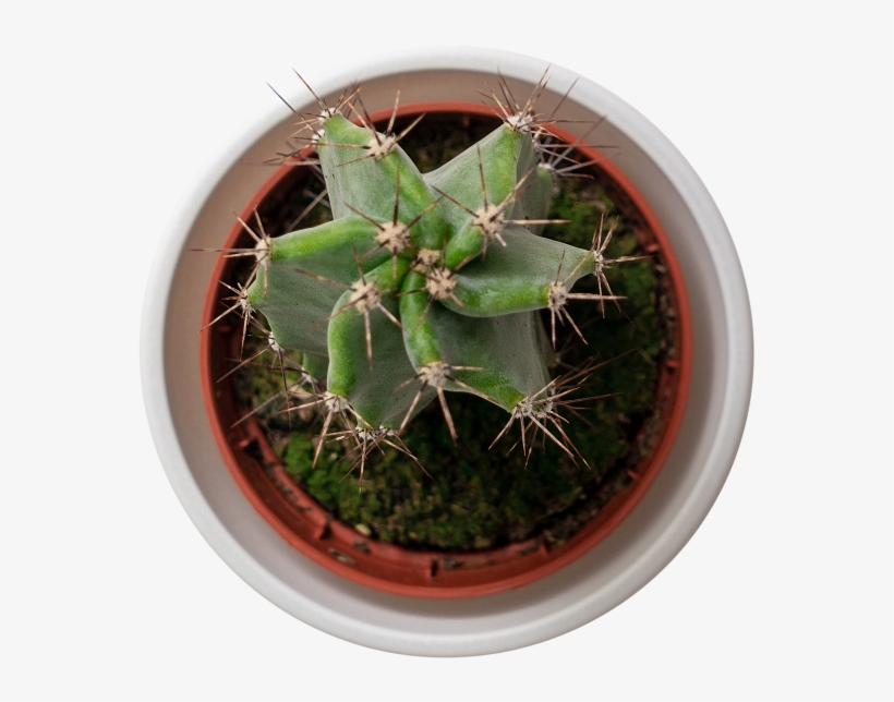 Cactus - Prickly Pear, transparent png download