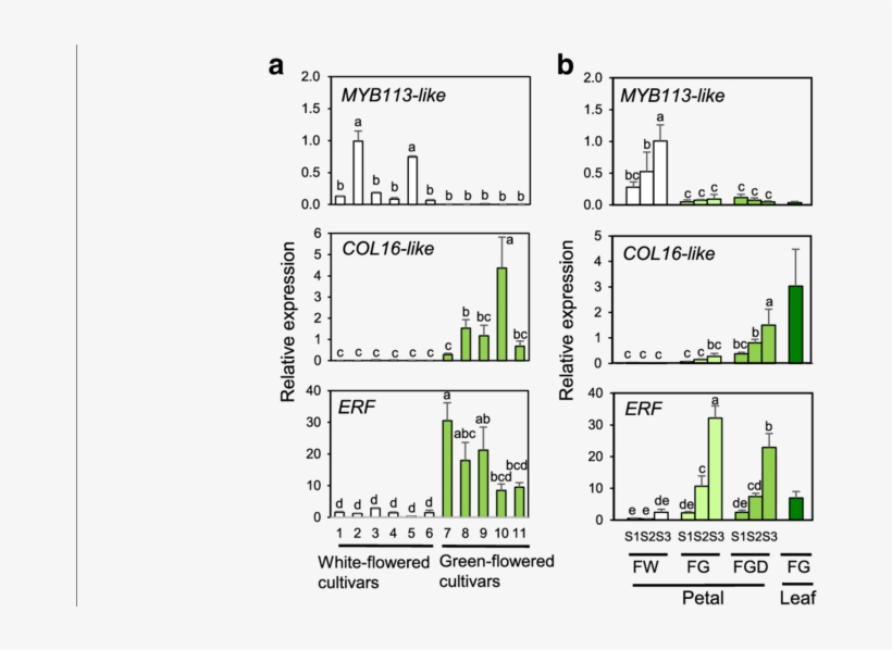 Rt Qpcr Analysis Of Transcription Factor Genes Differentially - Diagram, transparent png download
