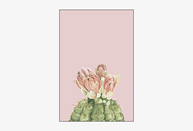 Cactus Blooms - Gymnocalycium Baldianum 3, transparent png download