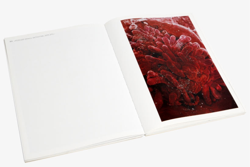 Damien Hirst Beyond Belief Signed Catalogue - Sketch Pad, transparent png download