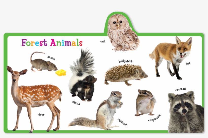 Deer, transparent png download