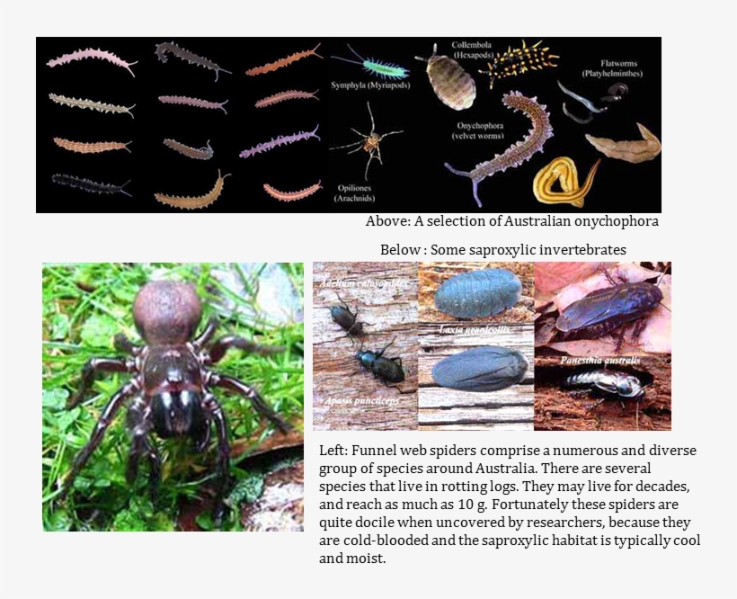 Flatworms At Tallaganda - Forest Floor Invertebrates, transparent png download