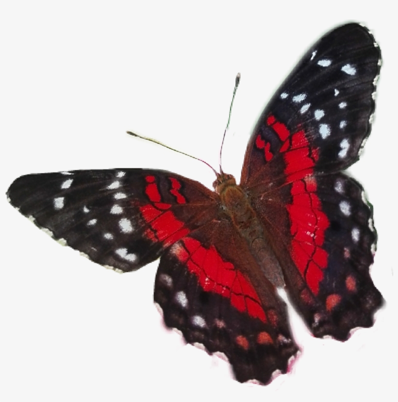 Butterfly Sticker - Limenitis, transparent png download