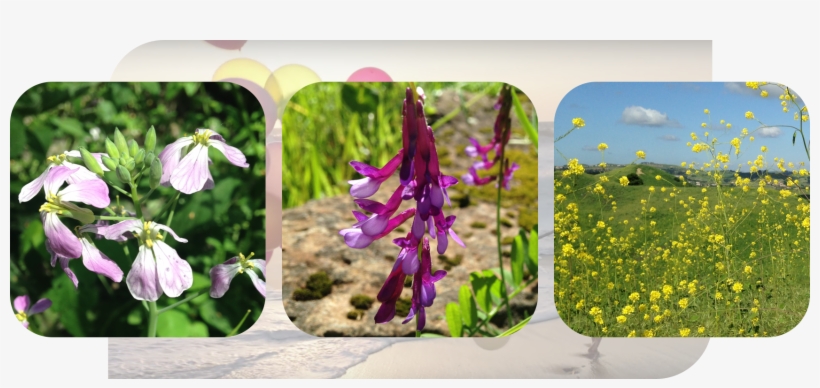 Picture - Snowdrop, transparent png download