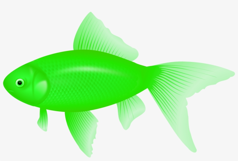 Clipart Of Fish, Ultra And Fish Of - Feeder Fish, transparent png download
