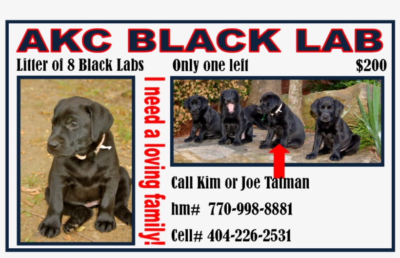 Akc Black Lab Puppy - Caja China, transparent png download