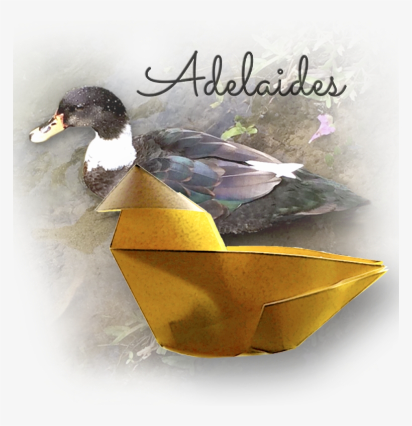 Adelaide2-768x768 - Mallard, transparent png download