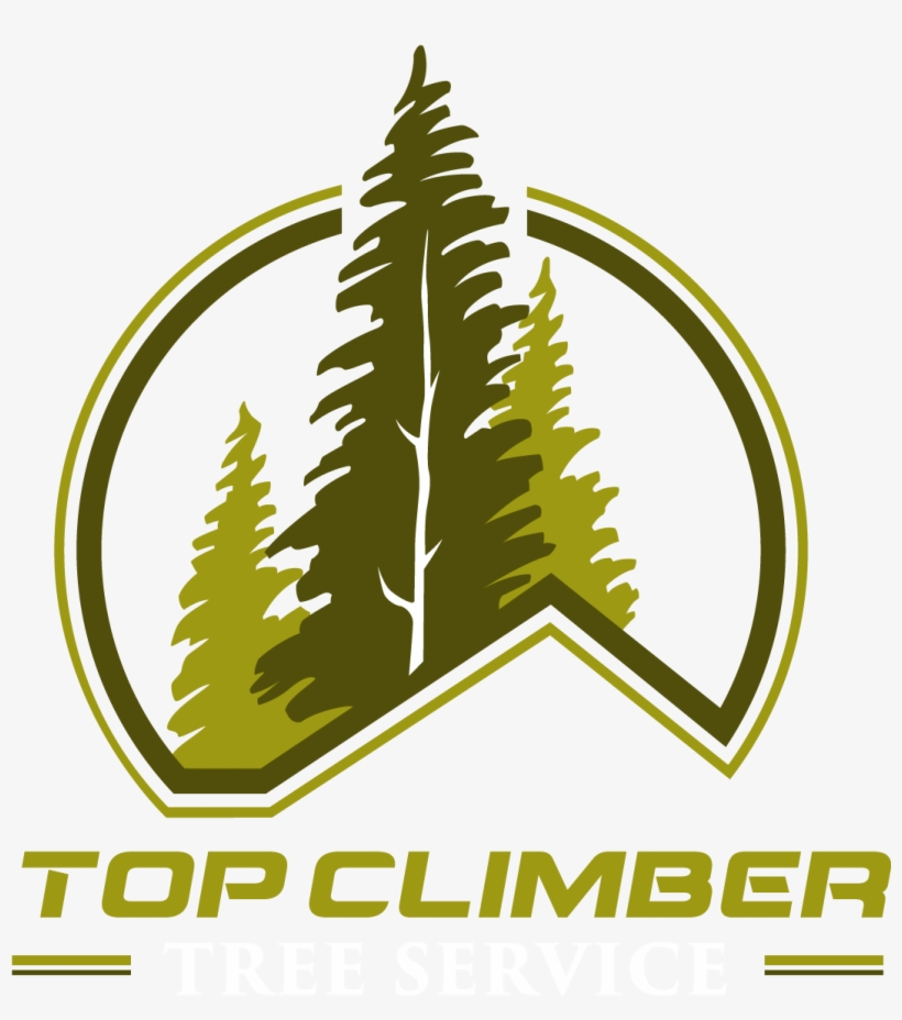 Logo Design Stargrafix Marketing Vehicle Wraps And - Logo Pine, transparent png download