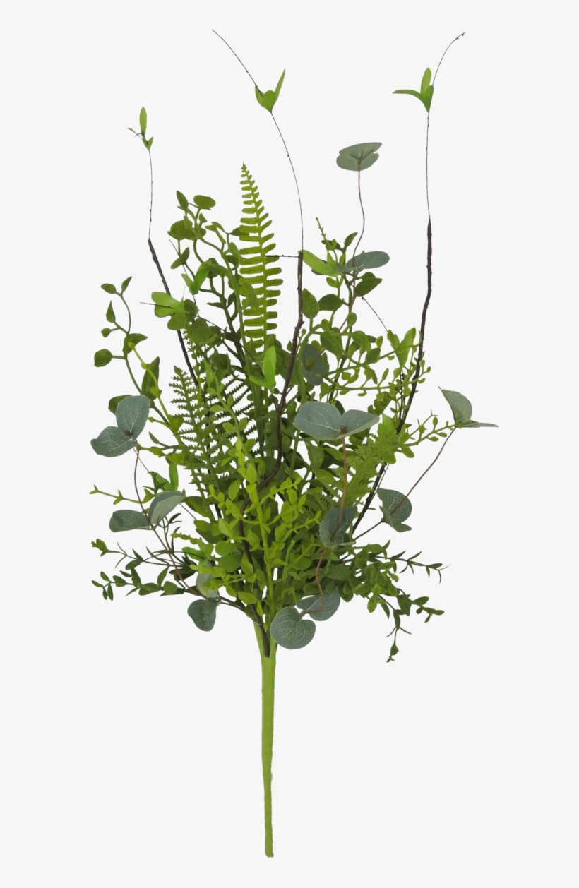 Teasel, transparent png download