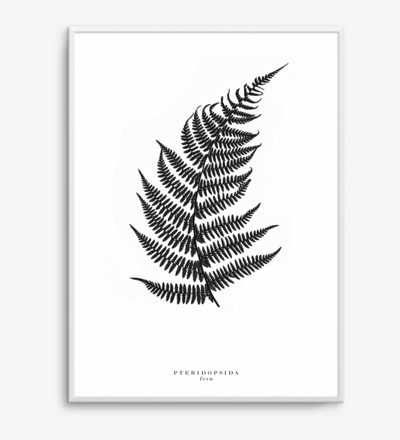 Постер Папоротник, transparent png download